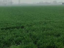 鄭麥16試驗田現(xiàn)場講解