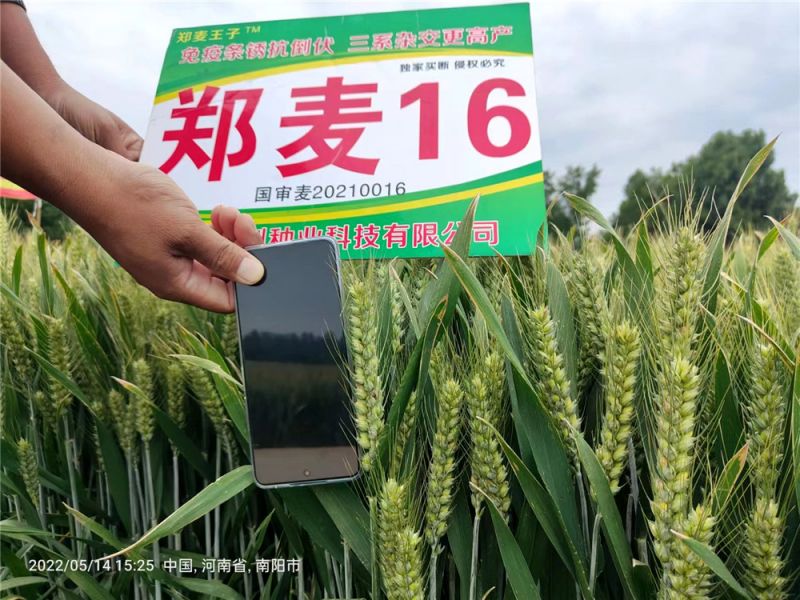 小麥高產(chǎn)技術