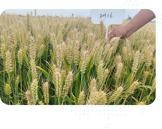 多年專(zhuān)注于種子繁育